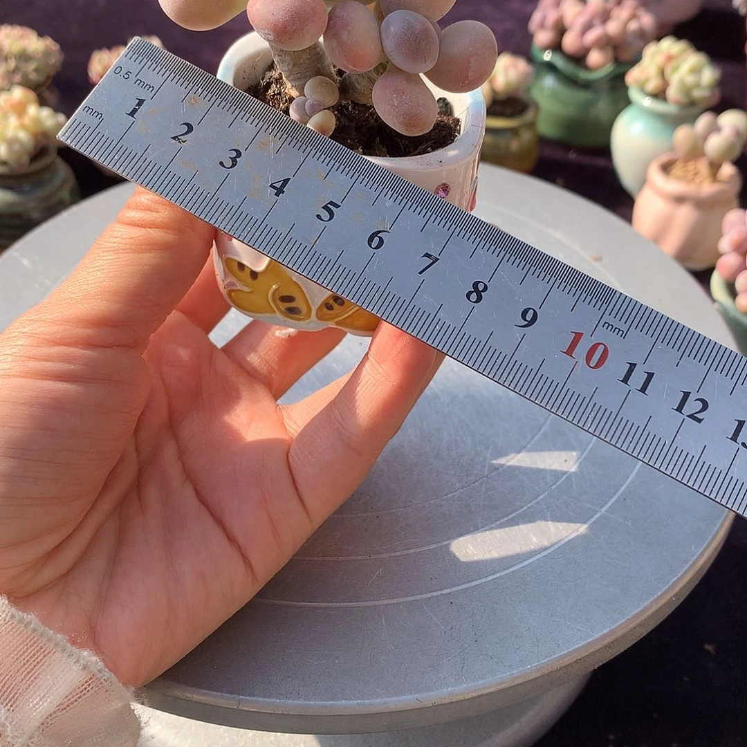 62号带盆偏远地区bu bao you de