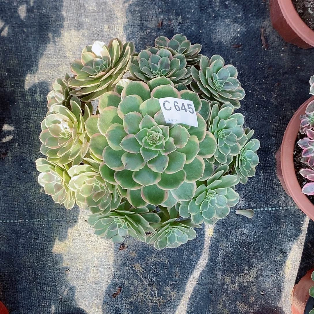 粉花妖645多肉11111