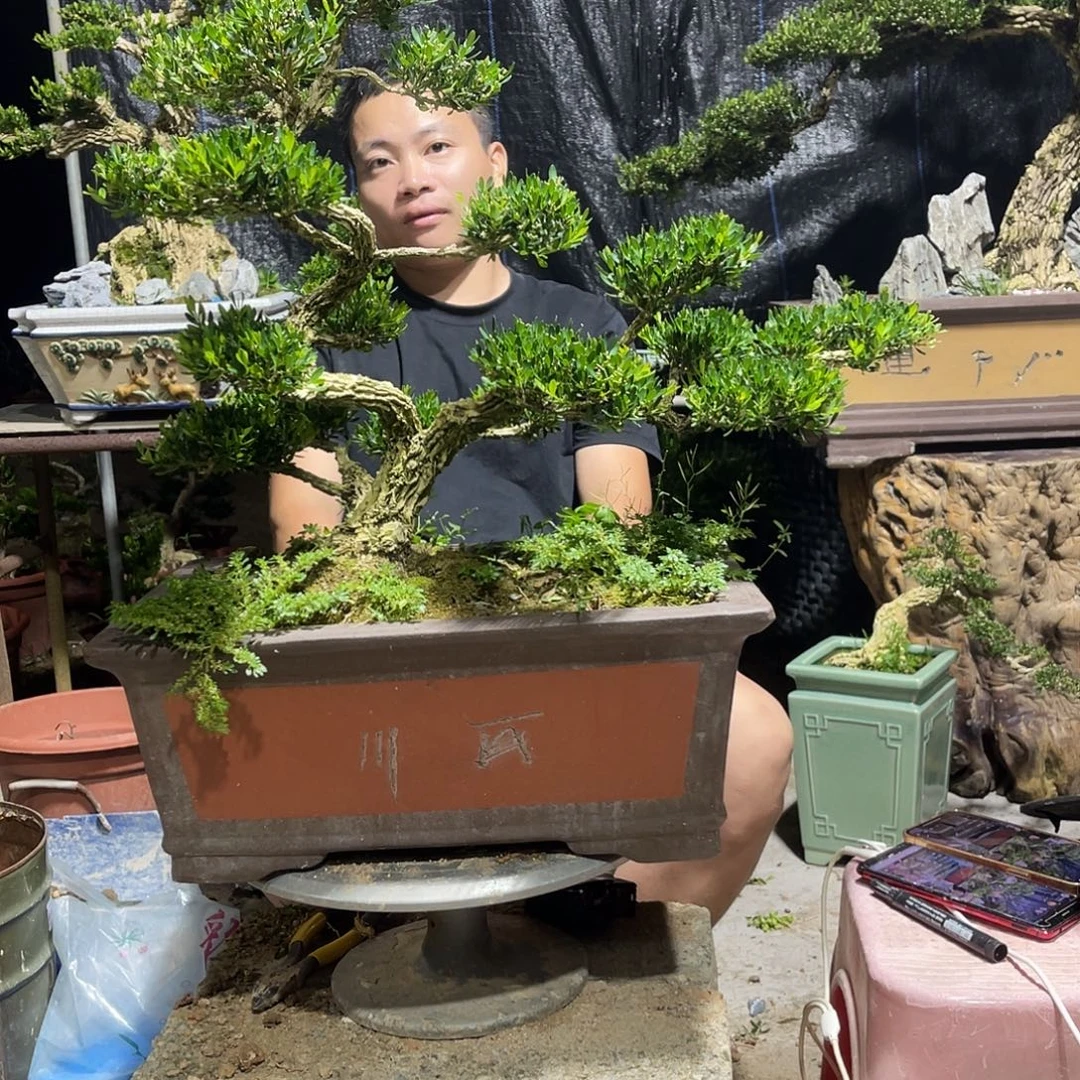 当前无花栽培后可以开花