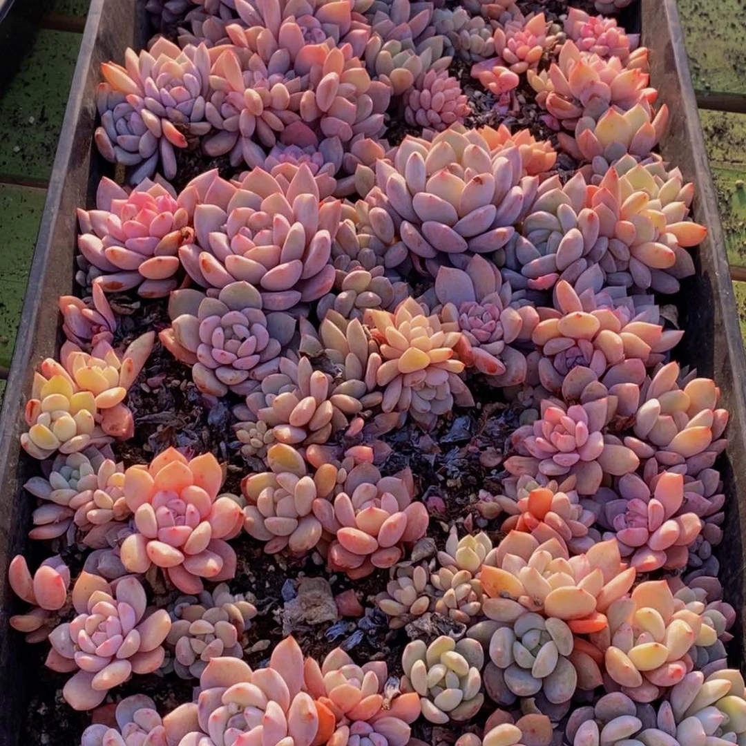 091多肉植物保护研究所所长的