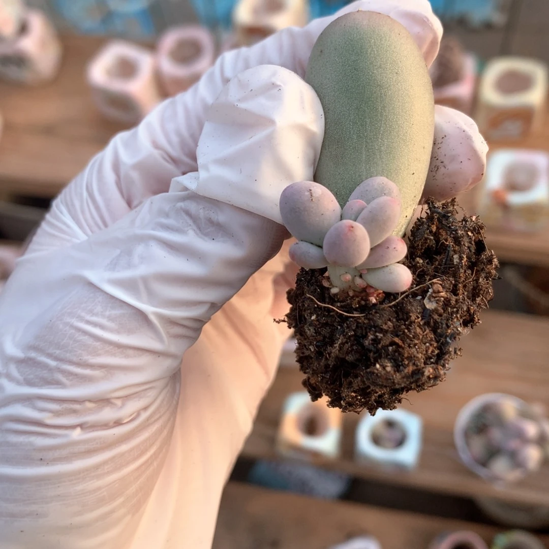 米可奶酪多肉小树吗