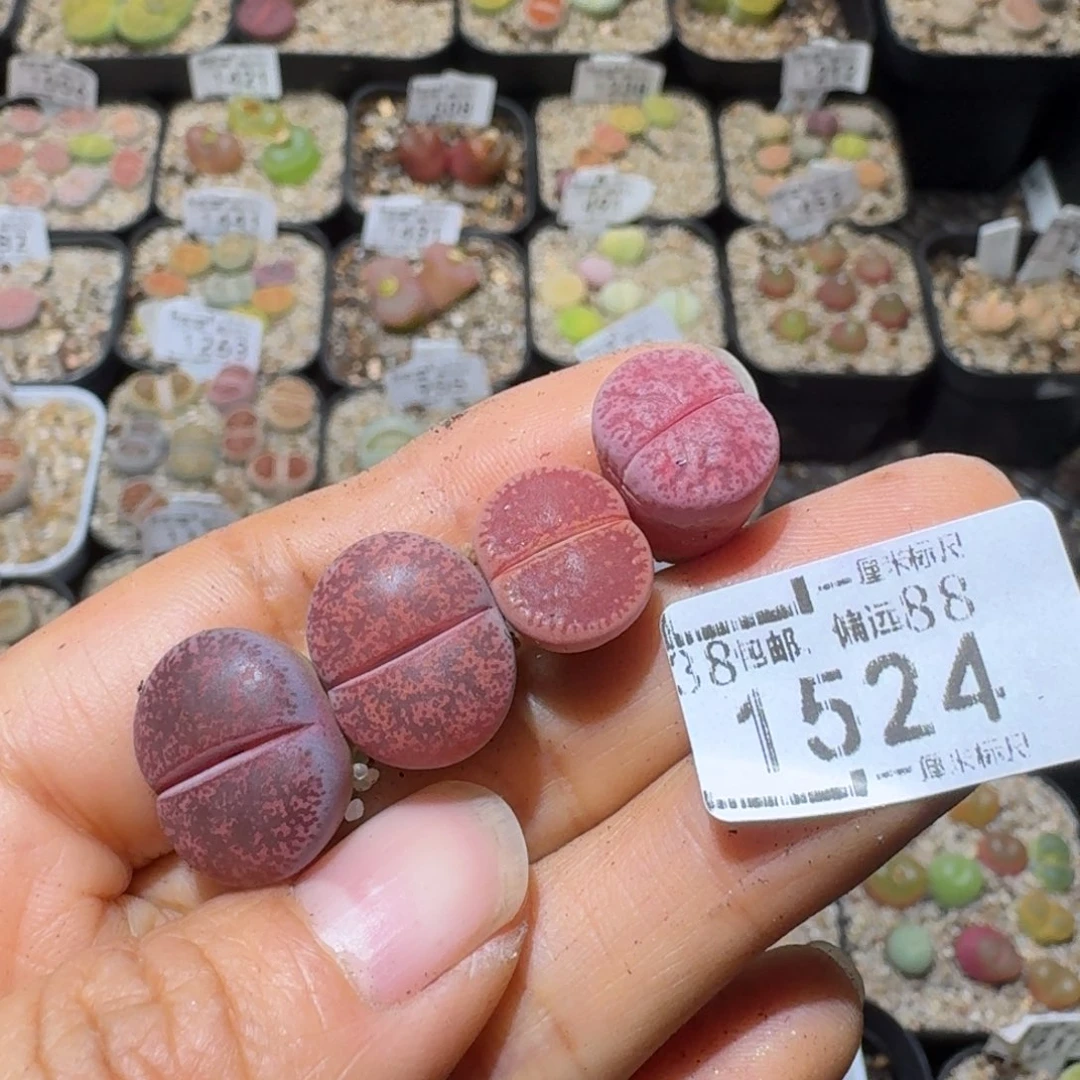 睡***餐Sss清仓便宜出1524
