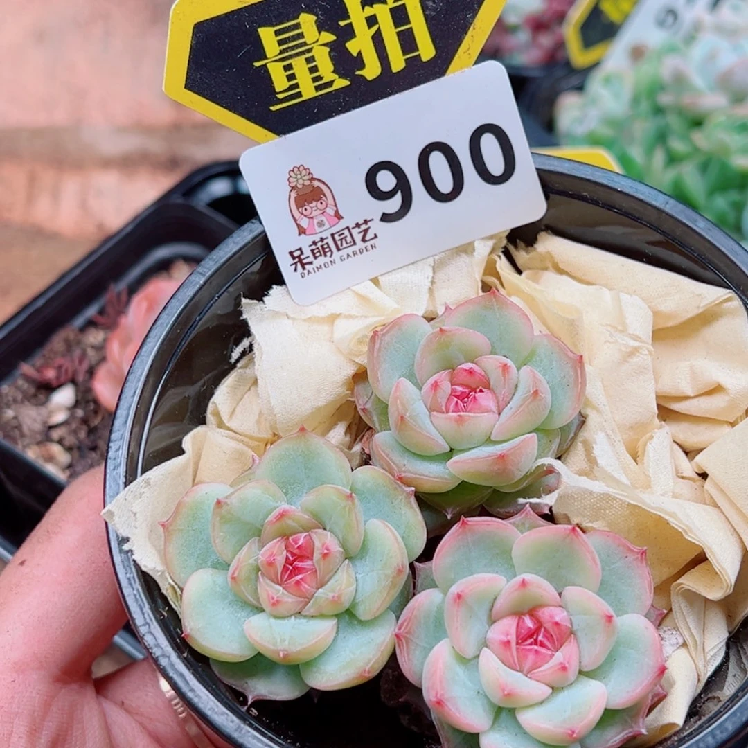 当前无花朵，栽培后可花朵