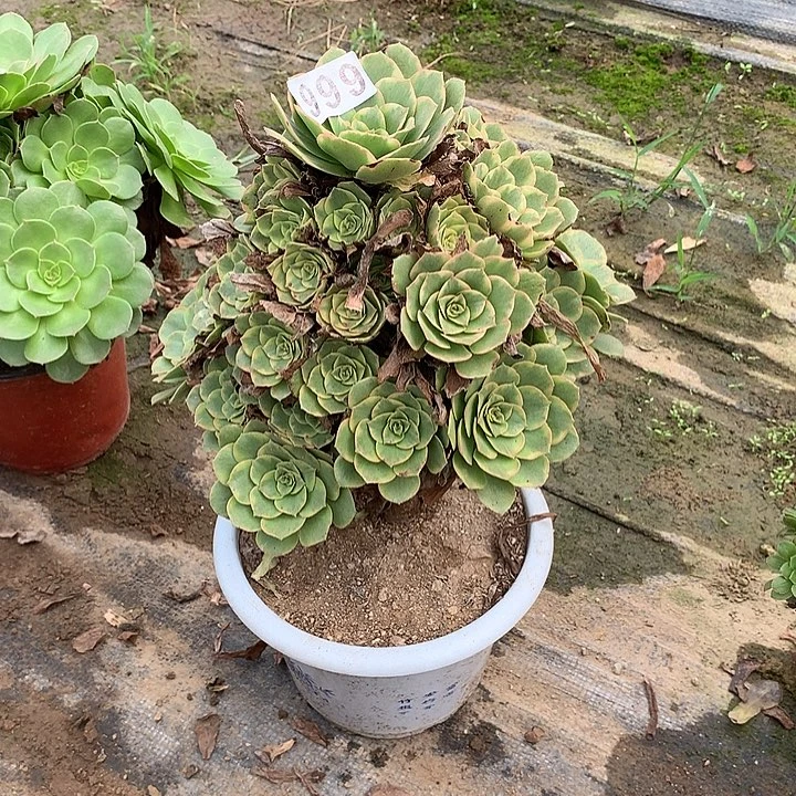 多肉植物金秋999号