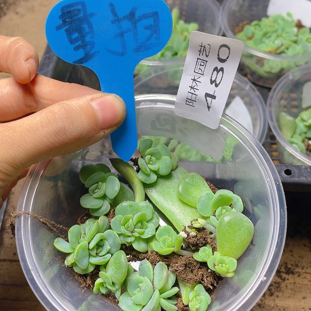 量拍多肉植物多肉植物480