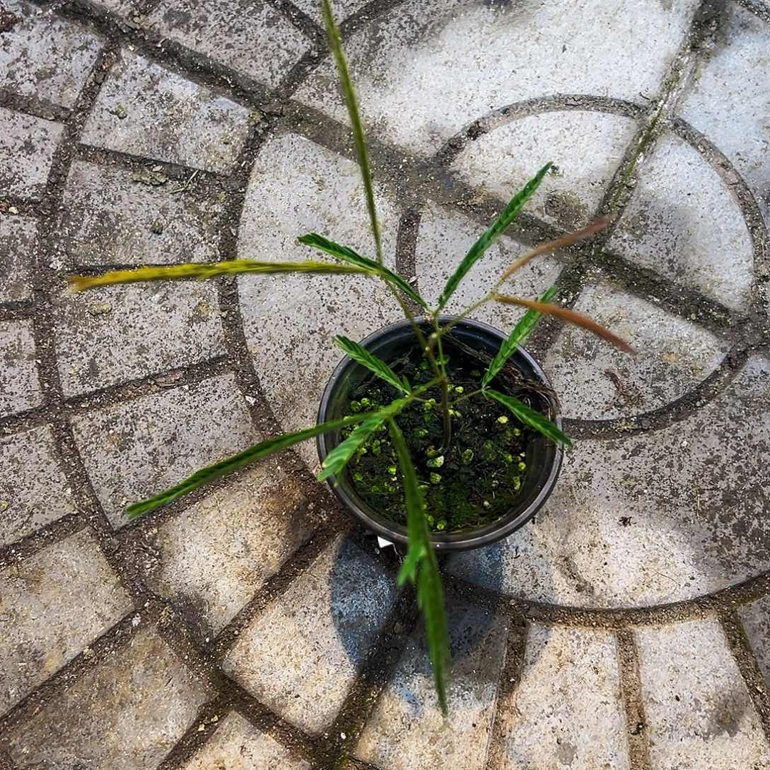 1***9完全开放6114密叶猴耳环一物一拍