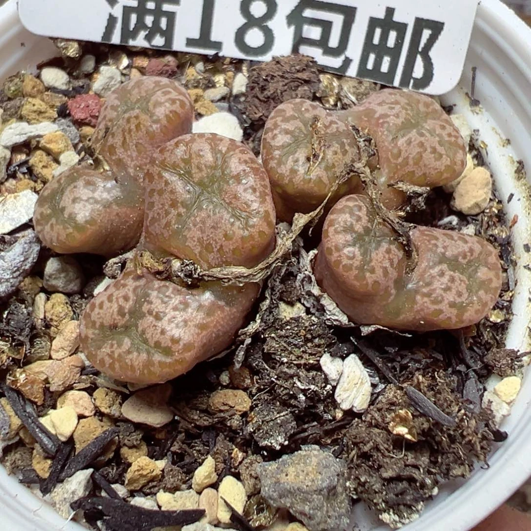 【闪购商品】 1247。