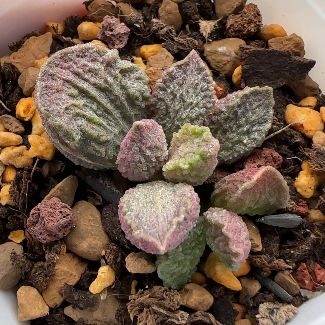 大鱼海棠水泡多肉植物