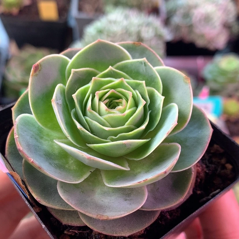 【闪购商品】青染782