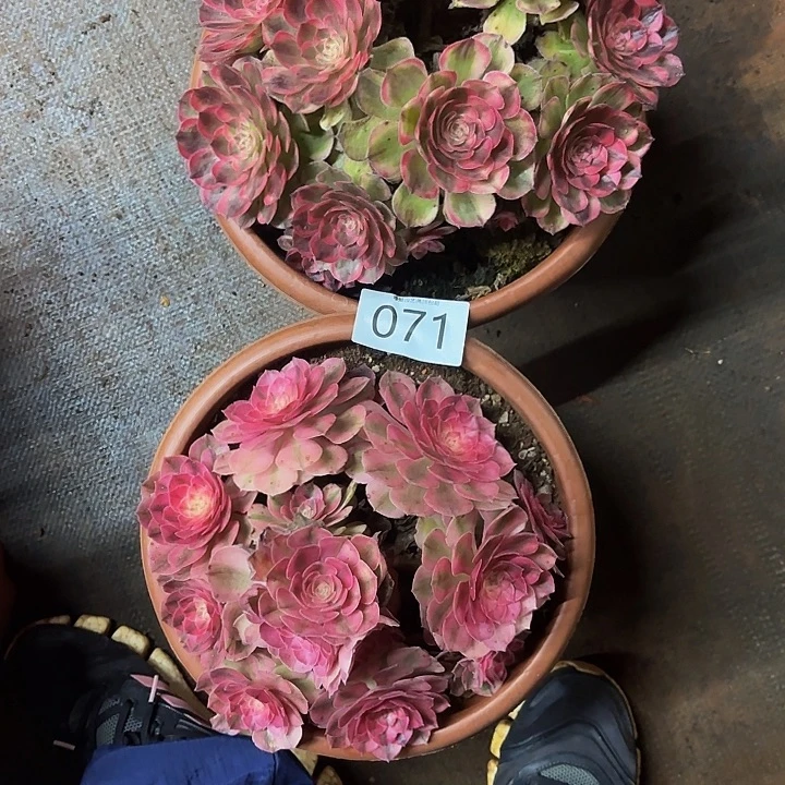 多肉植物福利071个