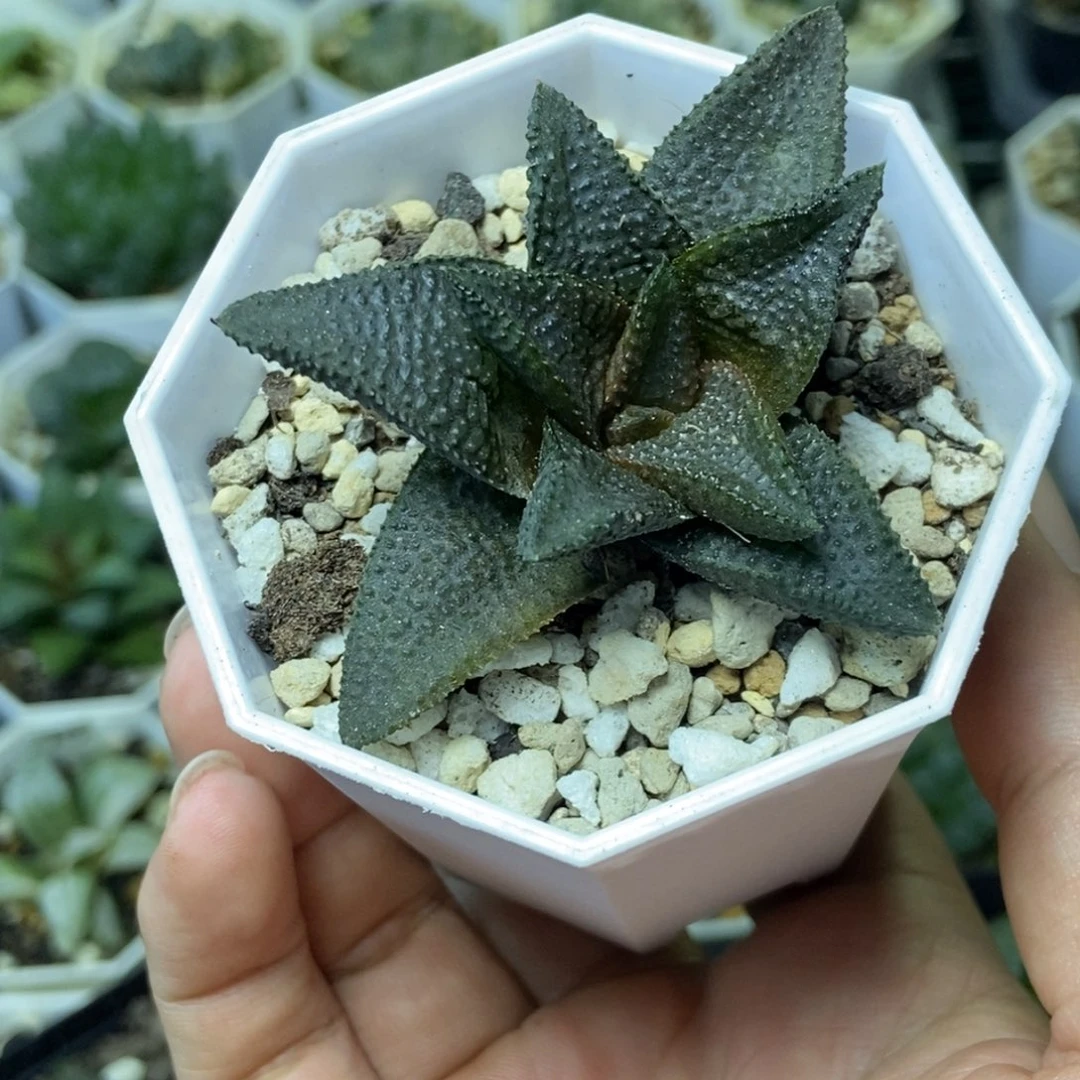 实生黑王一物一拍