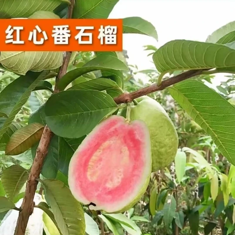 番石榴树苗珍珠白肉红心芭乐树苗红宝石带土带叶庭院盆栽多次结果