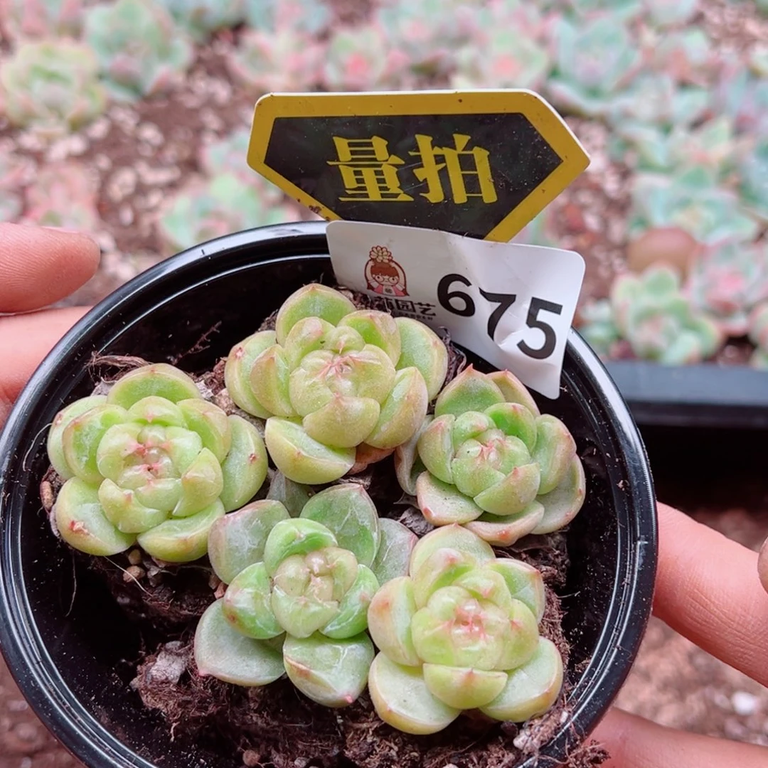 多肉植物多肉植物