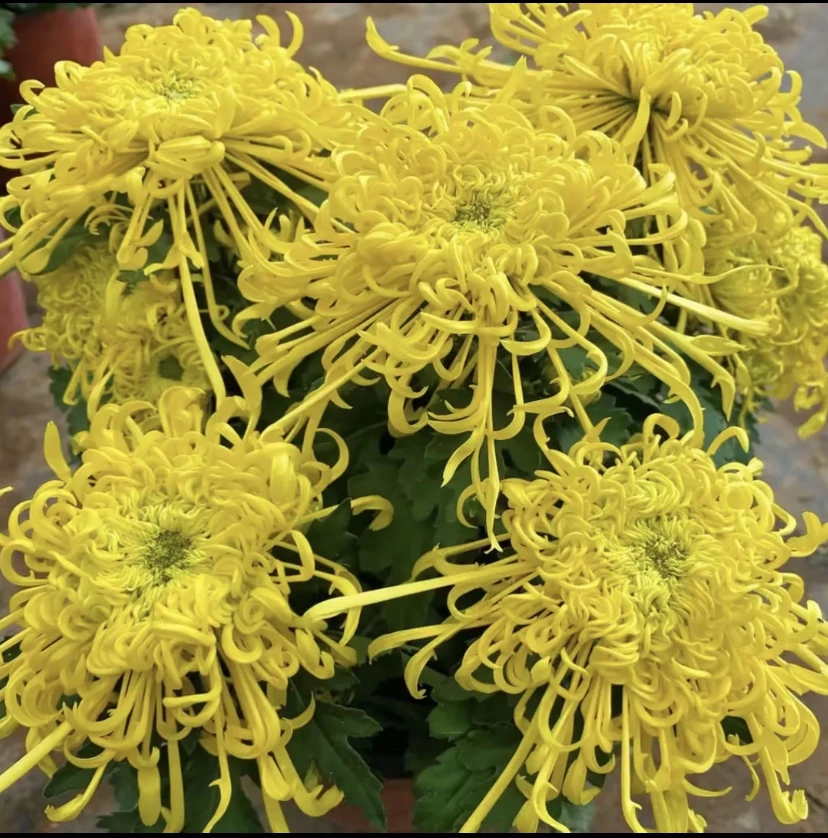 【金丝菊】菊花盆栽菊花苗耐寒植物开花大菊花带花苞好养