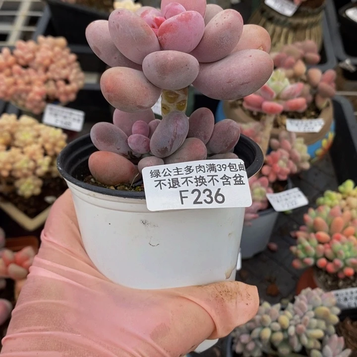 蛋黄奶7cm236多肉植物