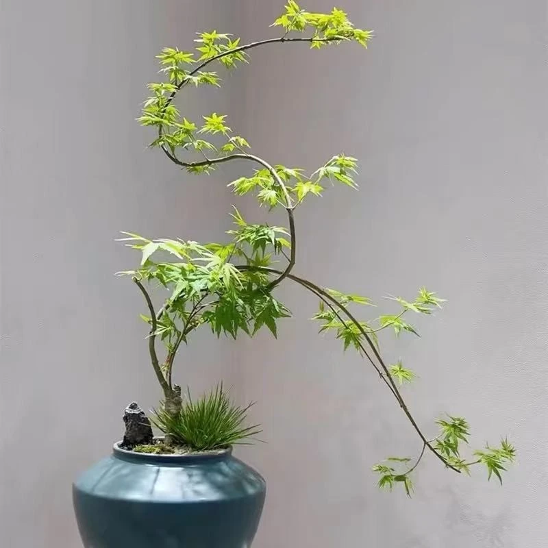 流泉枫网红黄金流泉红枫日本枫树阳台庭院植物盆景一物一拍勿自拍