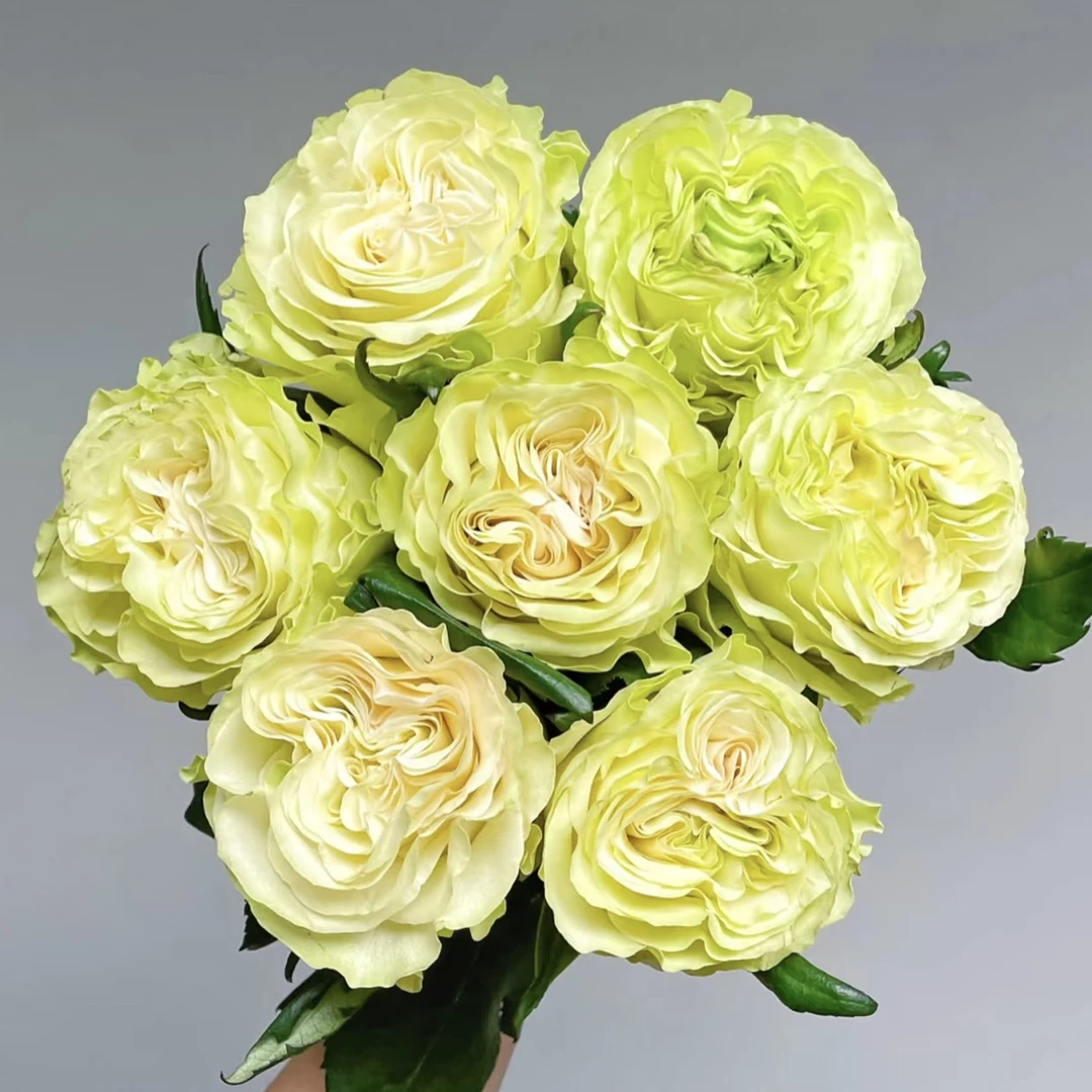 琉璃翠20枝玫瑰【1单包邮】云南鲜花