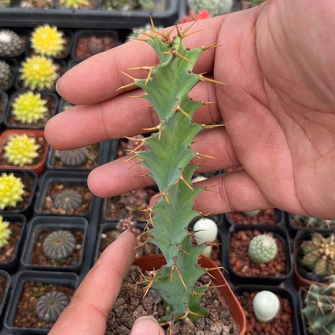 旋转麒麟单头发货单头