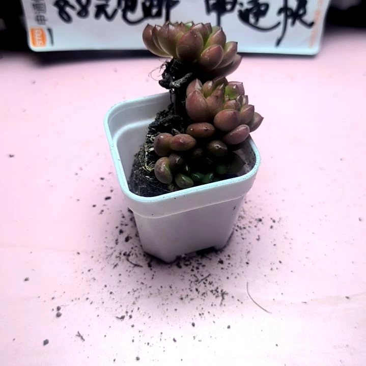 红宝石老庄2/3头，满8.8包邮发货