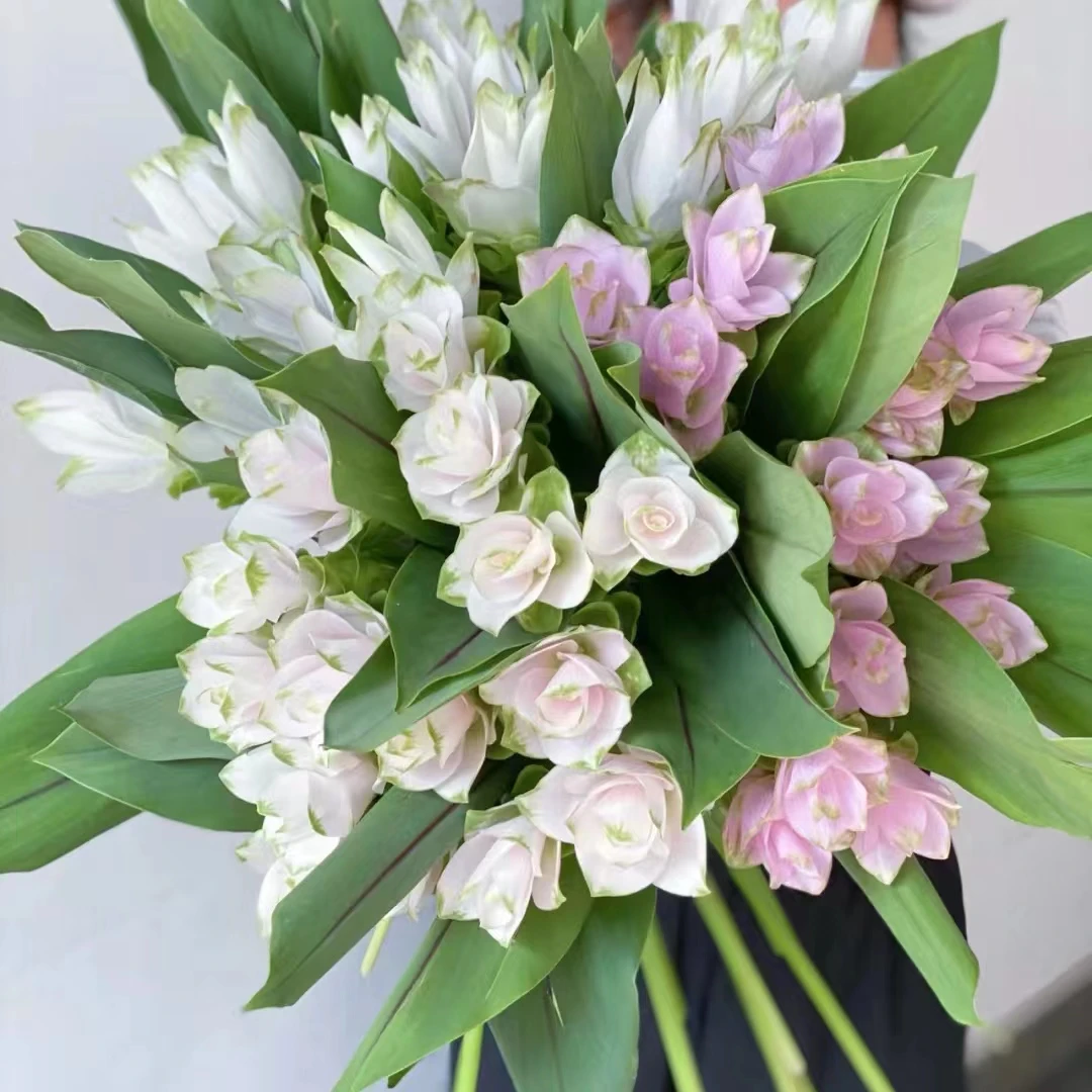 【大聪明卖花】姜荷花-任意2单鲜花包邮发货后不支持退款