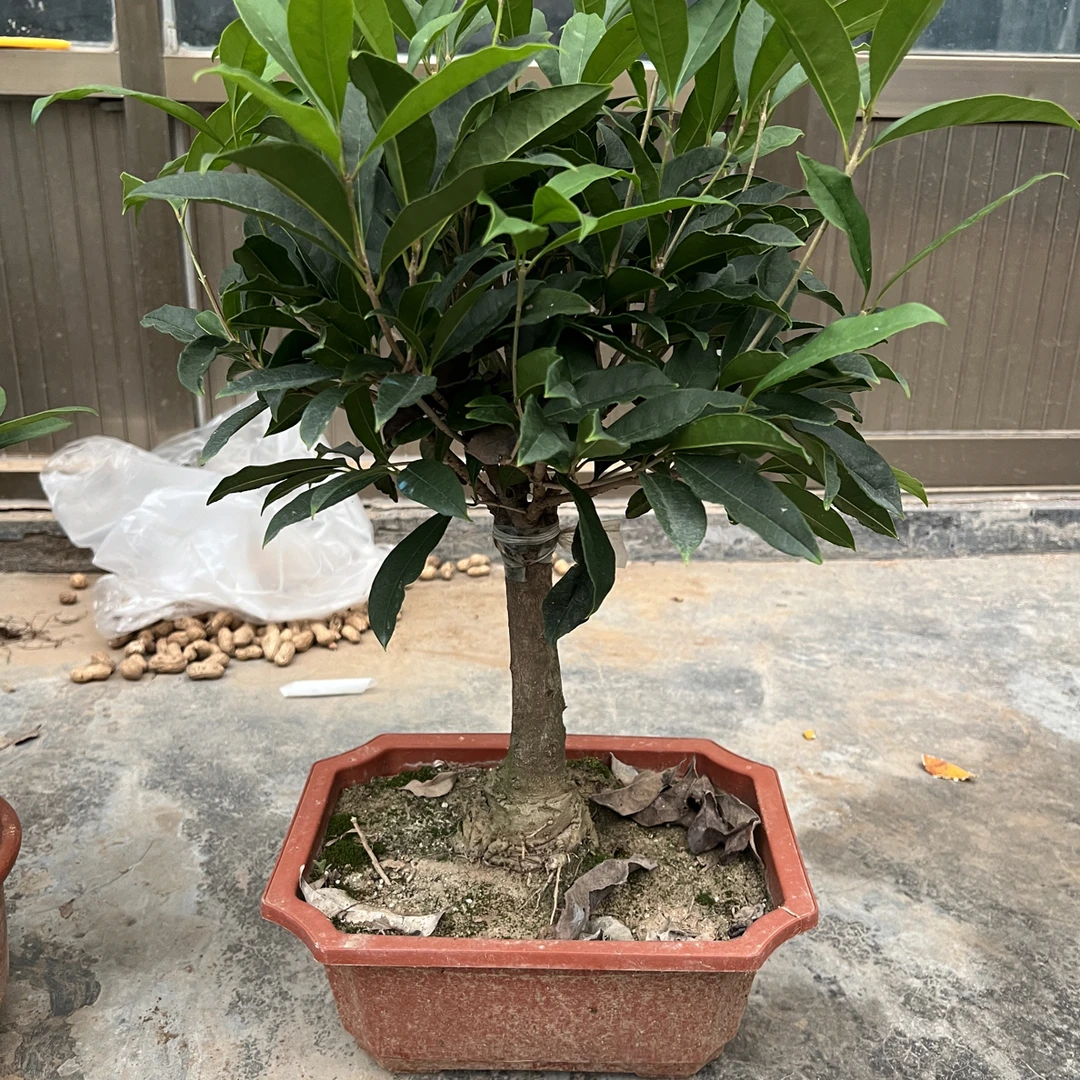 四季桂花盆栽耐寒浓香型花卉客厅绿植花树适合庭院室内外种植