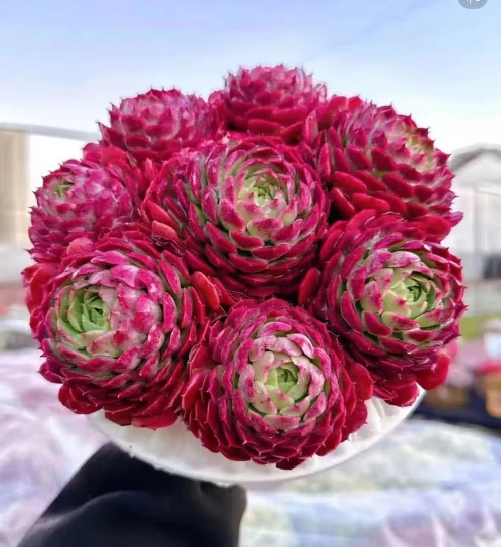 X富贵球+罗马盆 新手好养带盆栽好美观多肉植物秋季