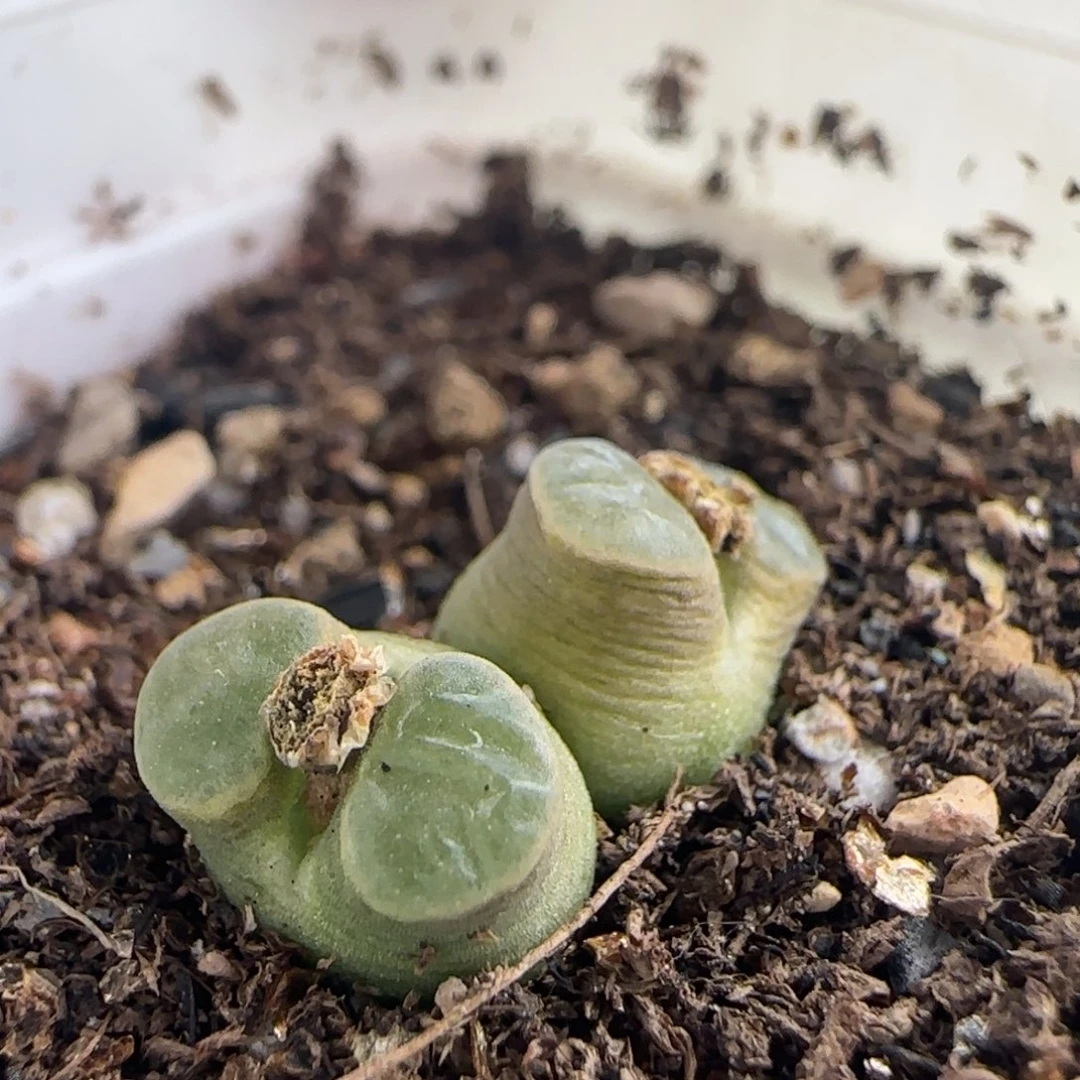 0870/ban'ke磁铁/尺寸不大/