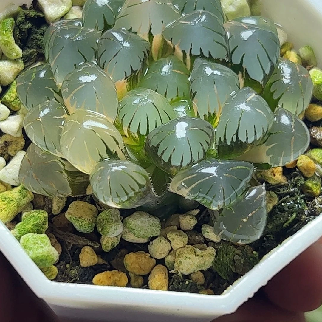 冰灯锦十二篮五公分