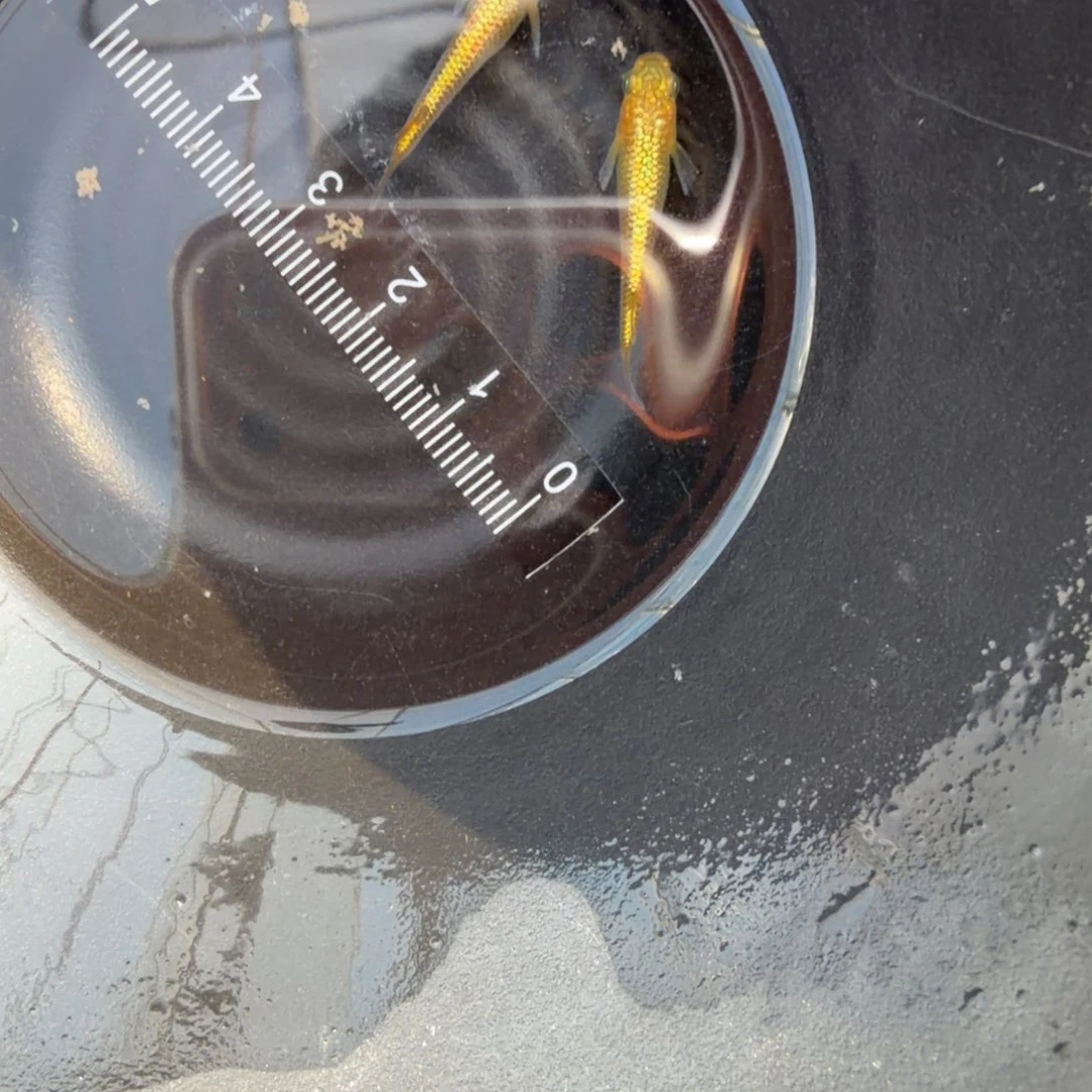 青鳉鱼观背青鳉09