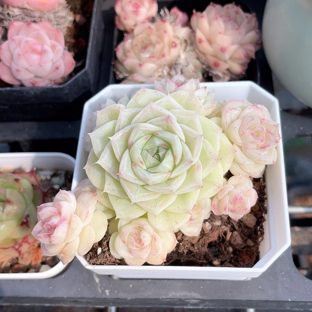 云*优选白天鹅福利8176