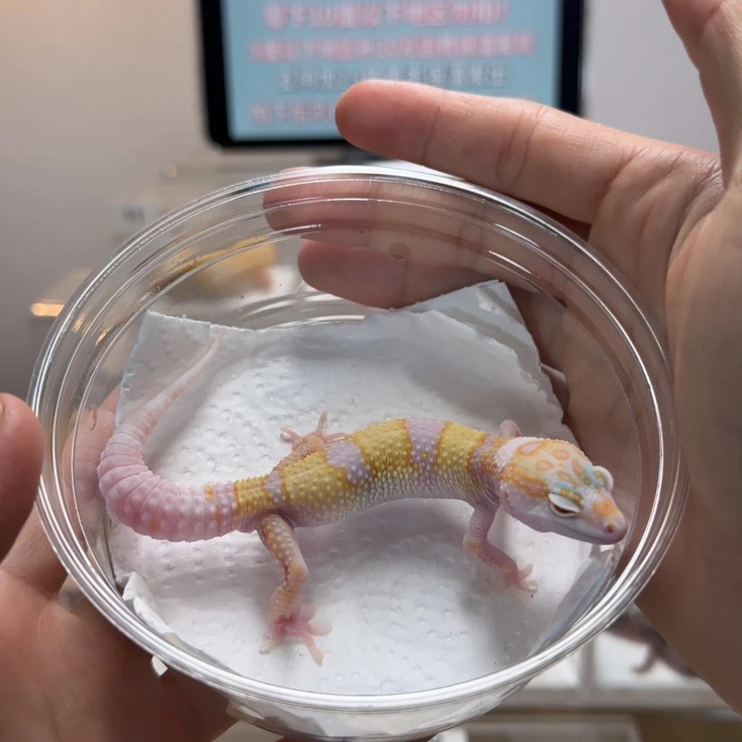 豹纹守宫白黄雪花蜡笔川普弟弟