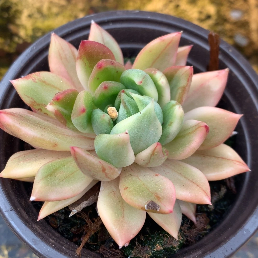 东云锦j j j j j j