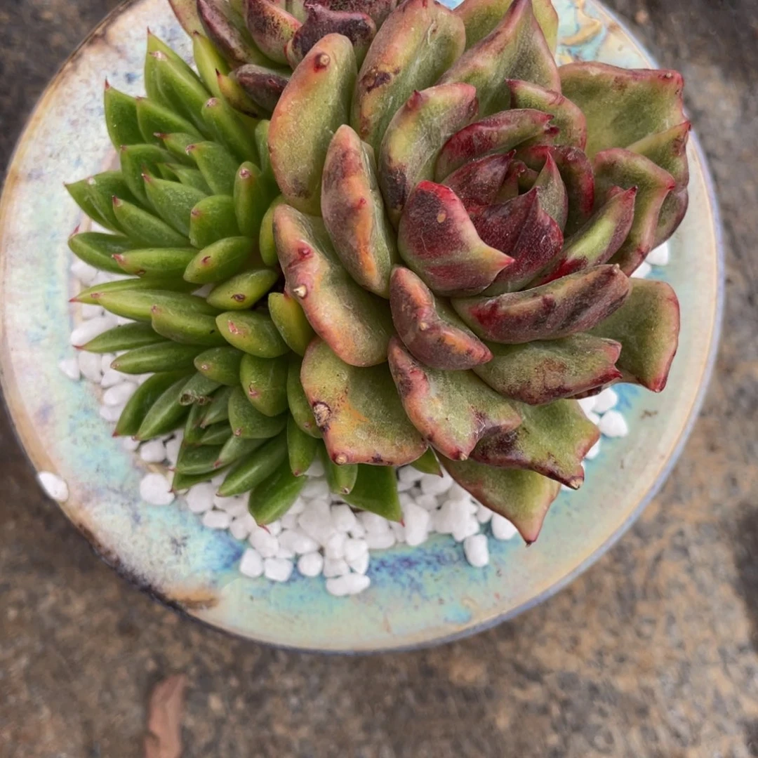 多肉植物盆栽多肉