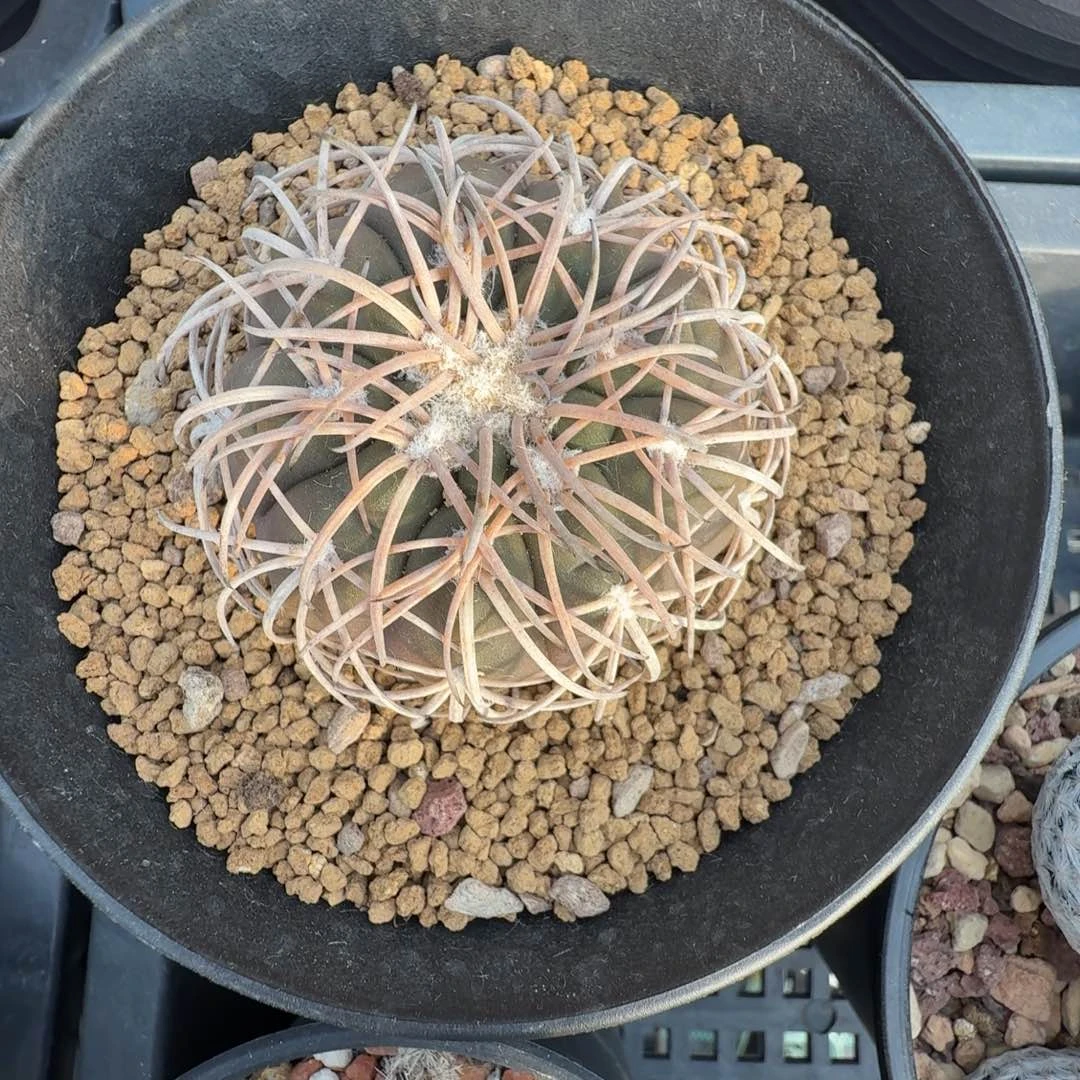 路***392实生天平仙人球