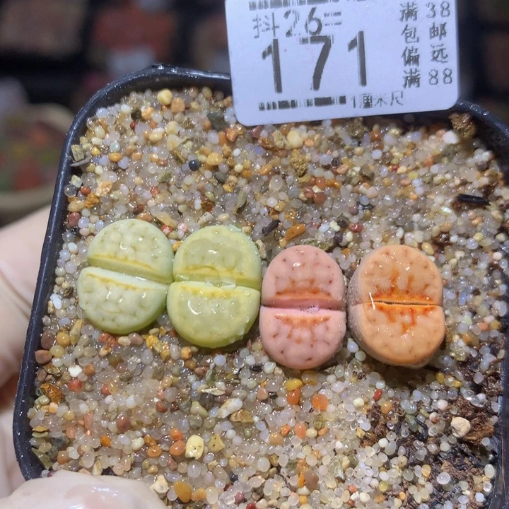 精品生石花26.171