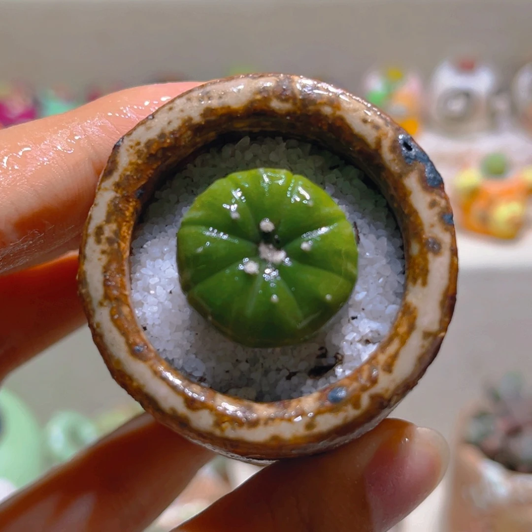 036高端仙人球带盆带土手工盆
