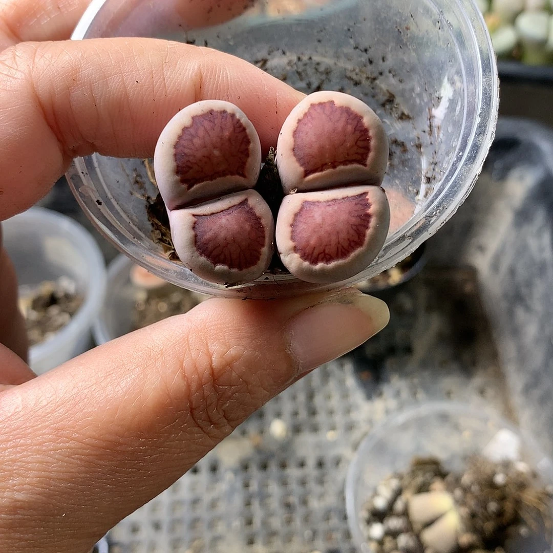 H218多肉植物保护研究所