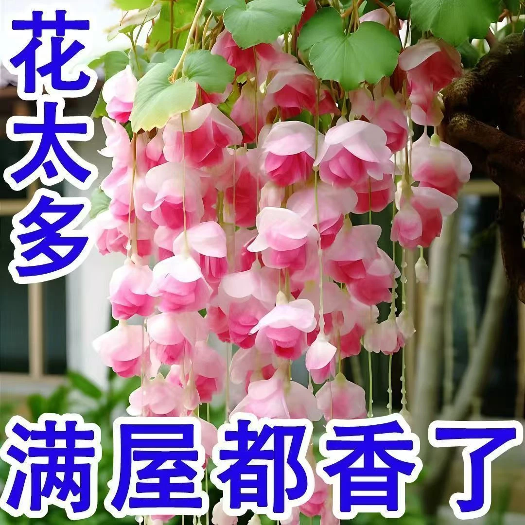 垂丝海棠花园室内植物观赏花卉绿植种籽易爆盆盆栽网红清香木进口