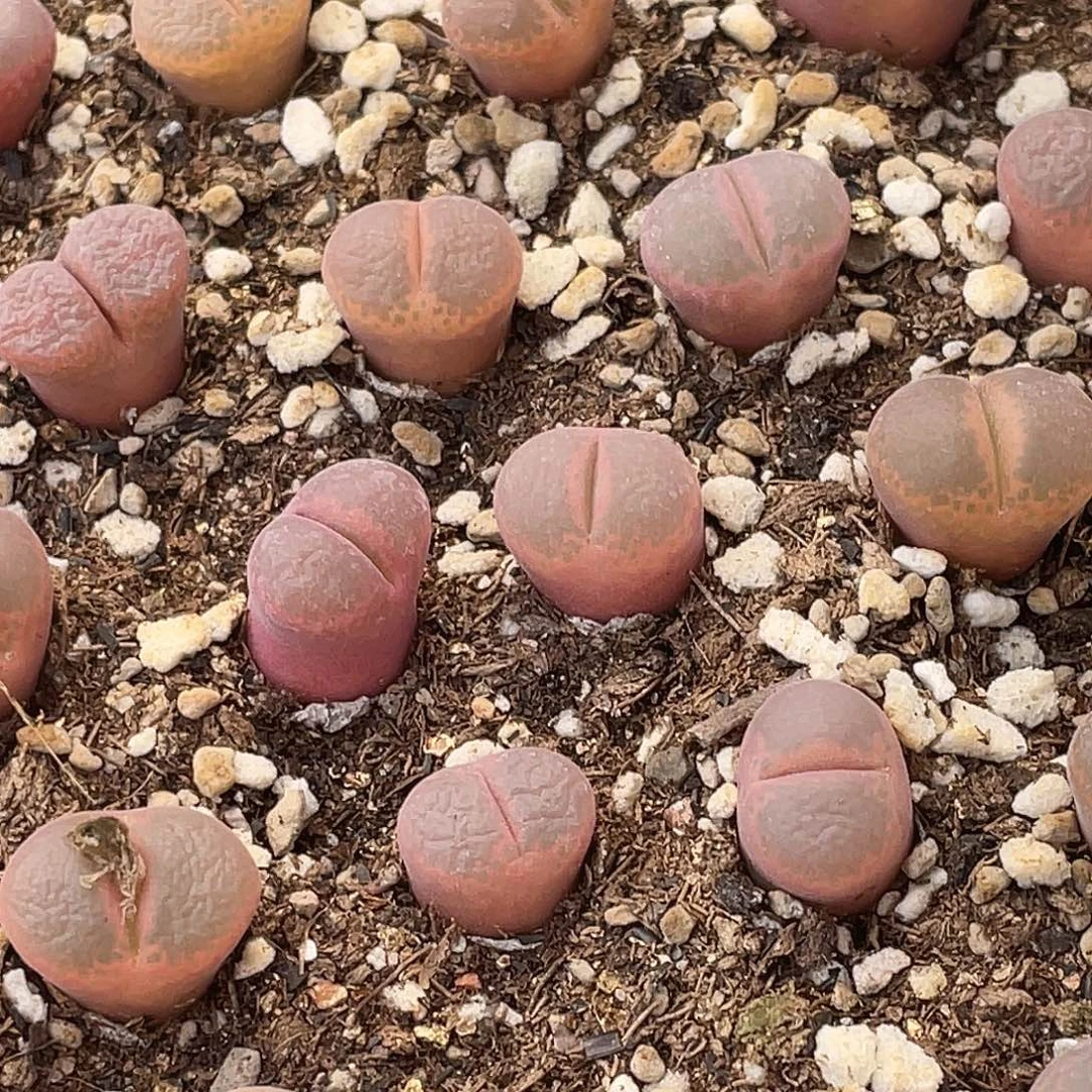 白花c10同属红风铃一颗量拍肉锥