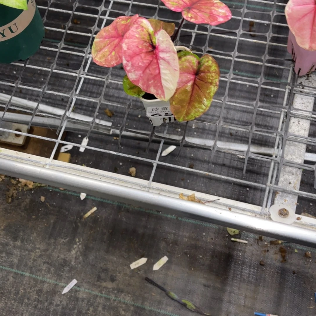 f***i无花朵                    653哈啦不包售后