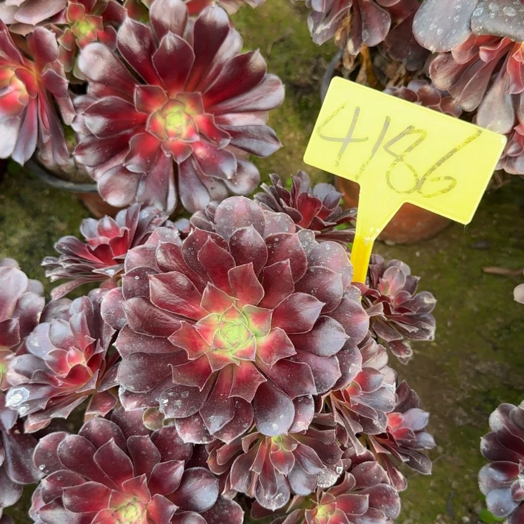 4186--夕阳多头多肉