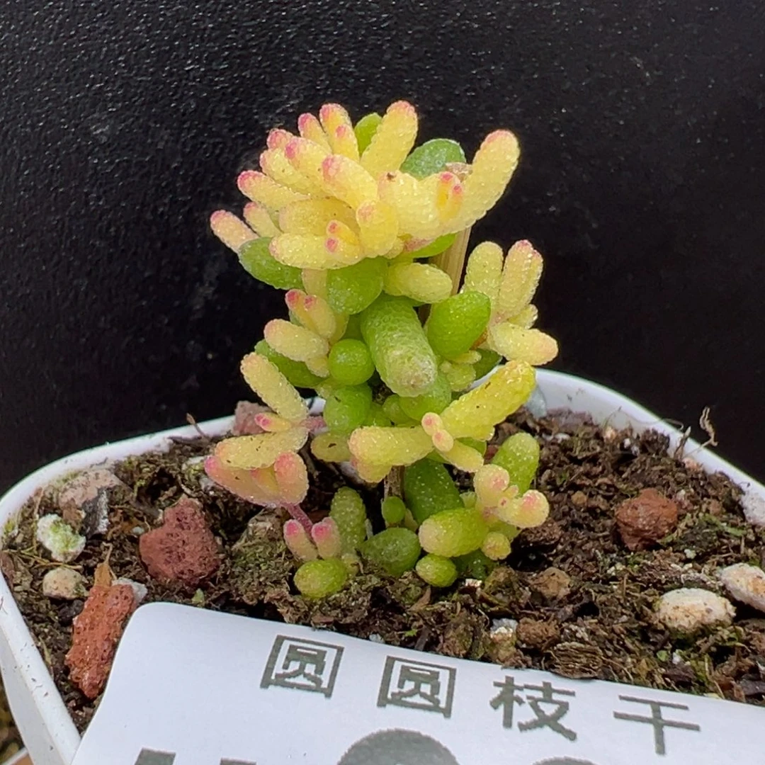 u932糖球黄化锦冠幅2cm