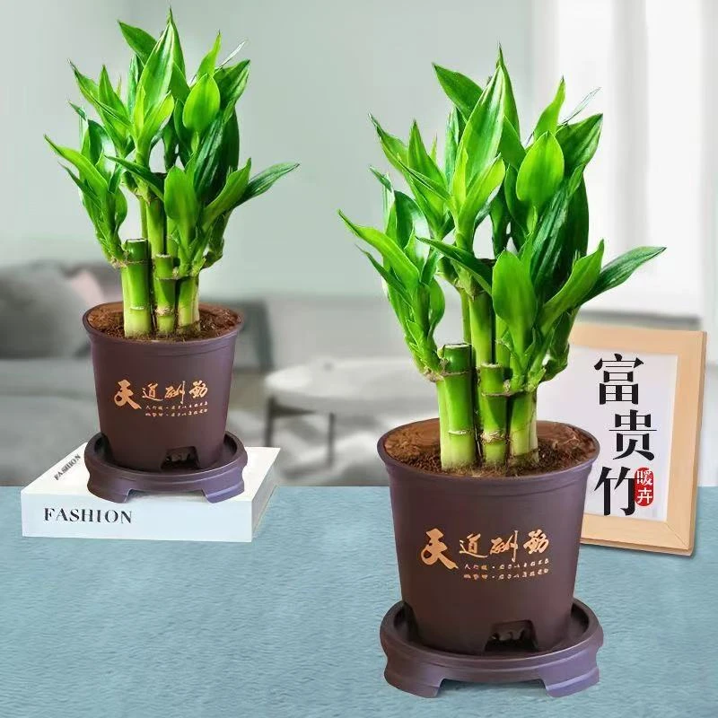 富贵竹观音竹水培绿植室内桌面盆栽四季常青好养活