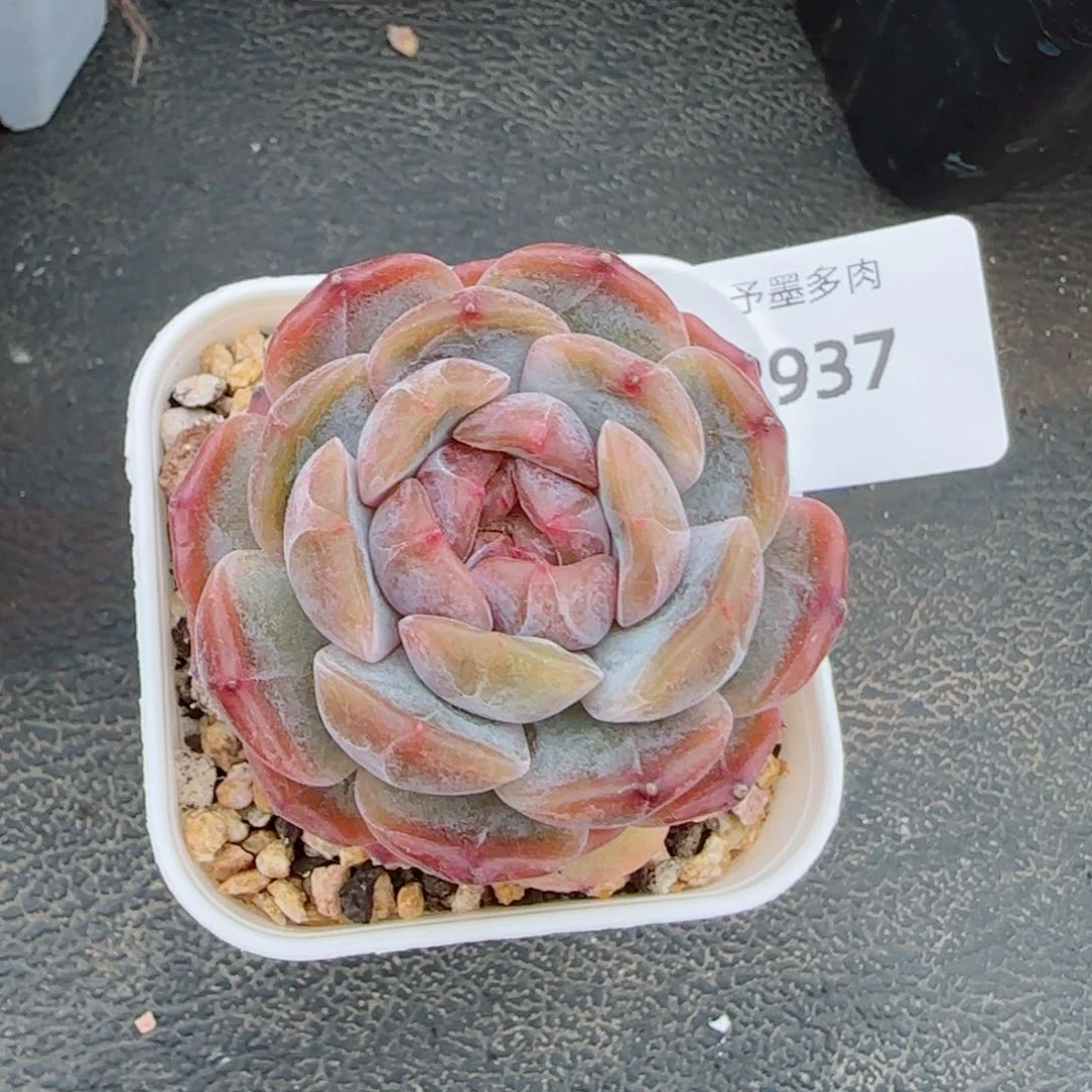 红恋福利，2937多肉