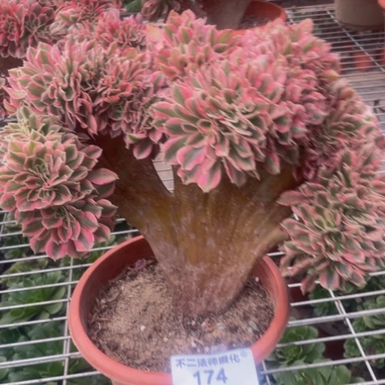 174，粉女巫缀包邮