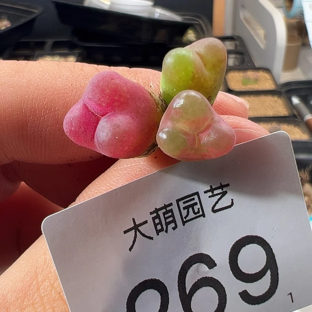 0000269 一物一拍。