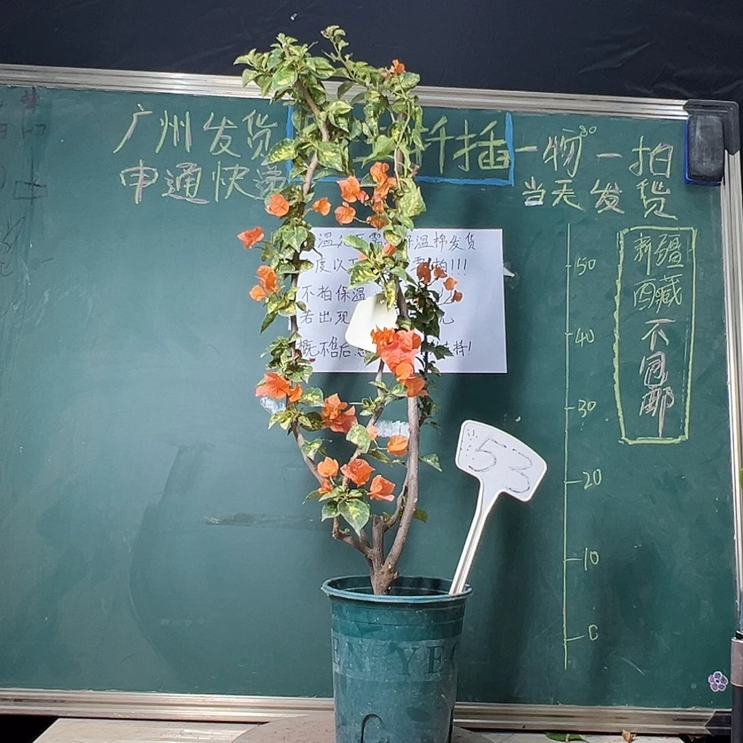 完全开放 75CM高 钻石橙 原生小树头 53