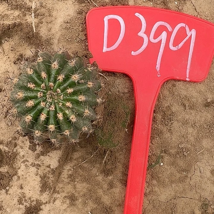 D399,073瑕疵歪头一颗，4cm