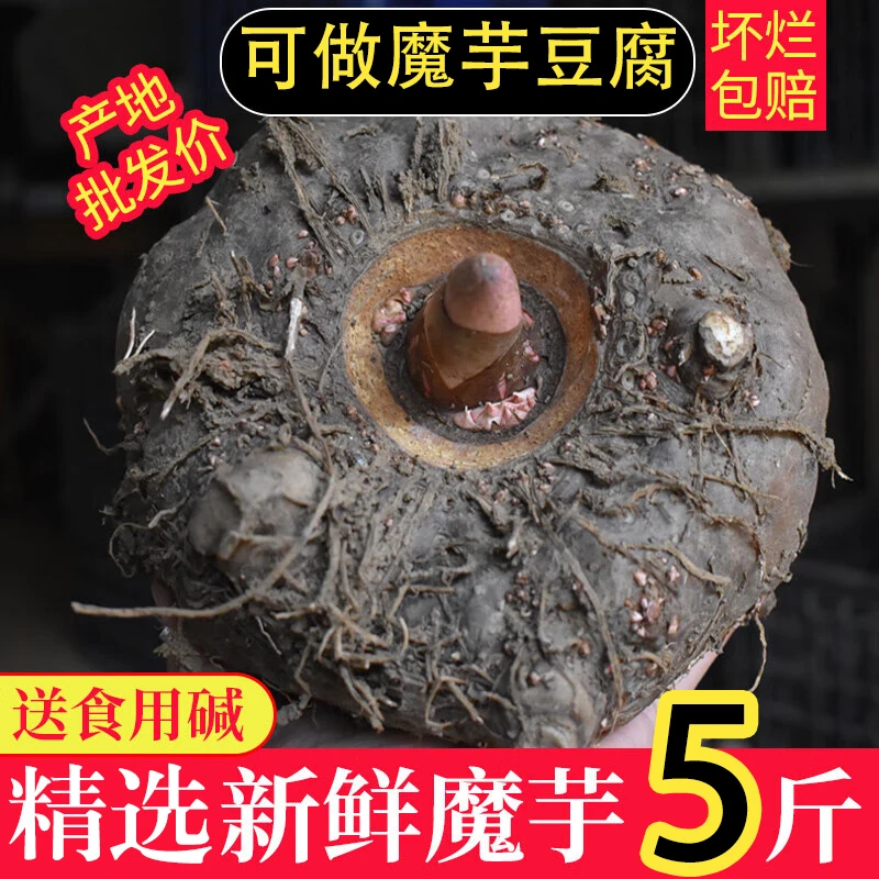 现挖新鲜大魔芋魔芋豆腐原材料送碱正宗陕西花魔芋家庭美食高品质