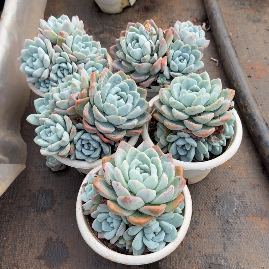 10号5个群生冰玉多肉植物